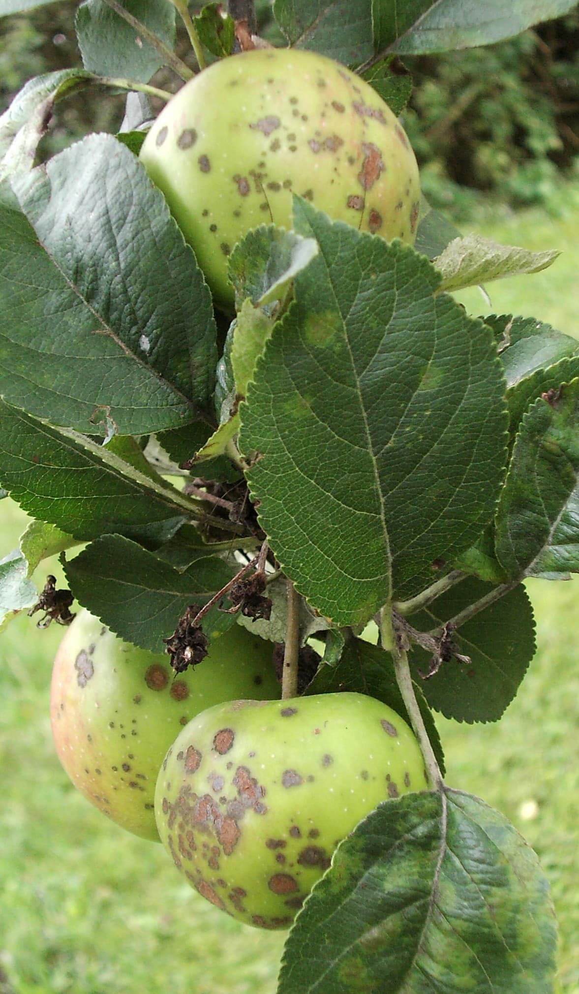 Apples on the tree showing dark, corky scab lesions across the skin