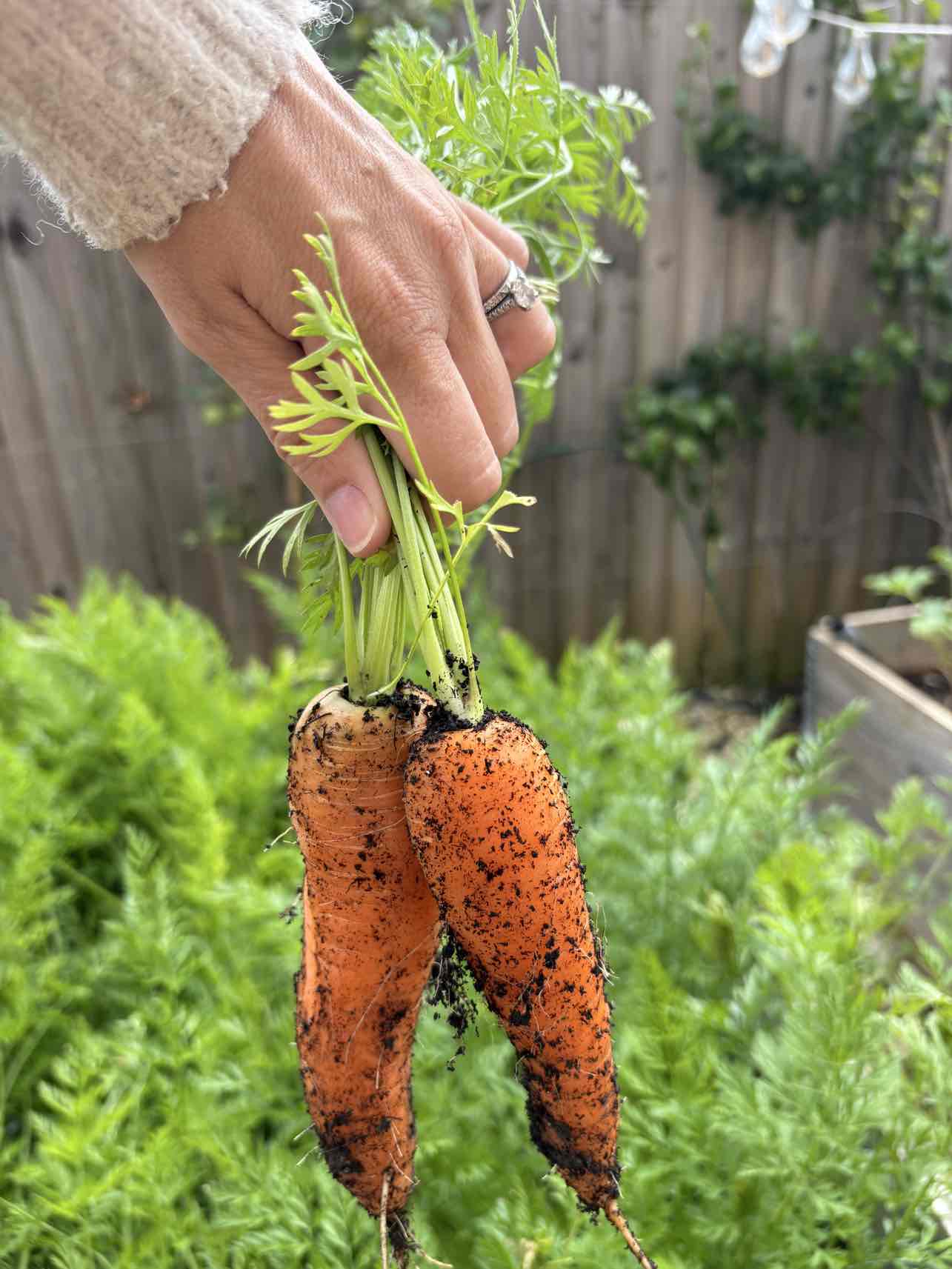 A gardener's hand holding two freshly pulled, soil-covered carrots