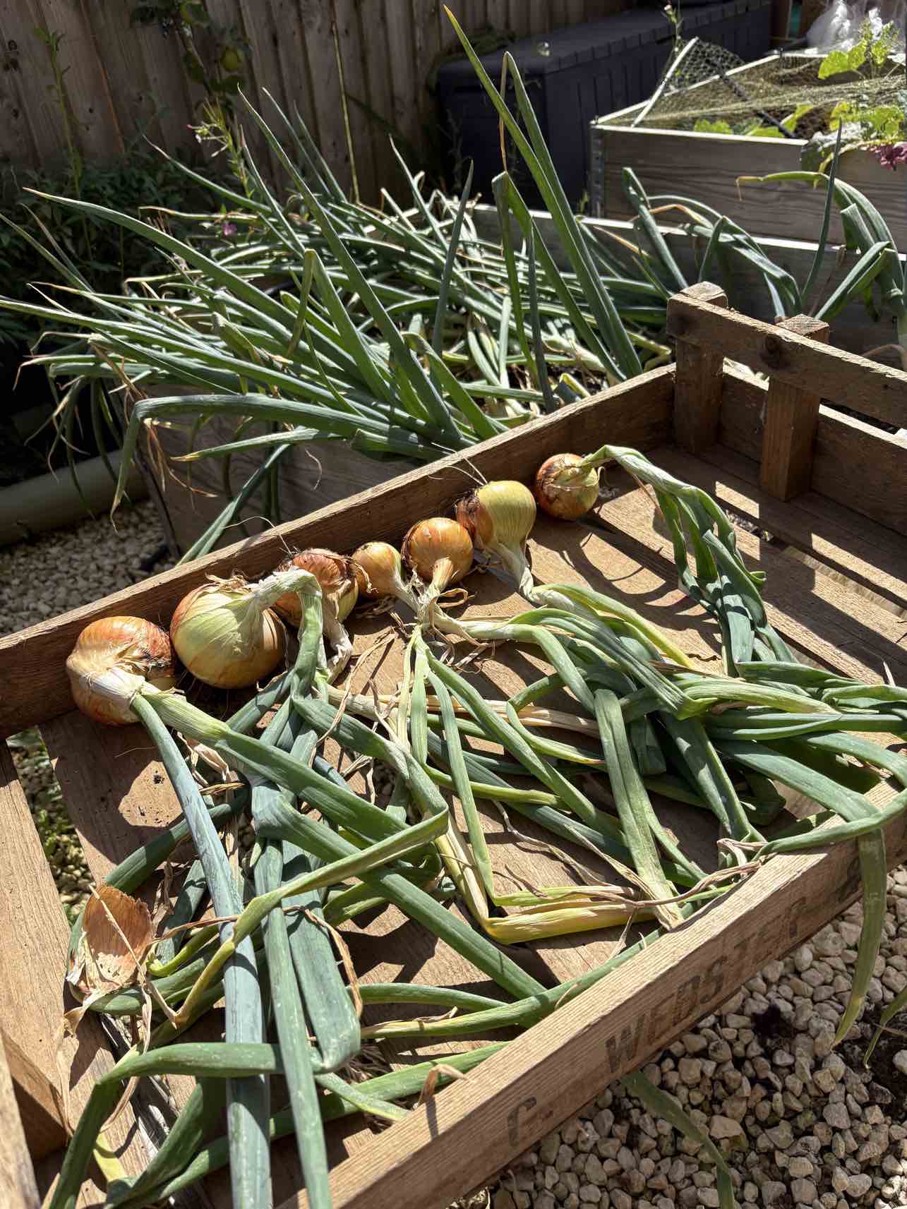 Onions lifted and laid out to dry